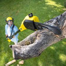 Trusted Longview, TX Tree Removal and Landscaping Services Experts